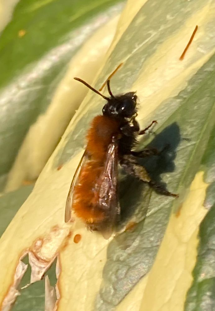 A Tawny Mining Bee sitting on a green and yellow Ivy leaf in the afternoon sunshine 