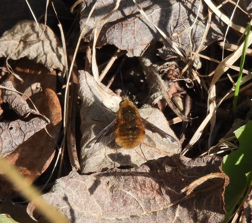 Dark-edged bee-fly amongst dry leaves