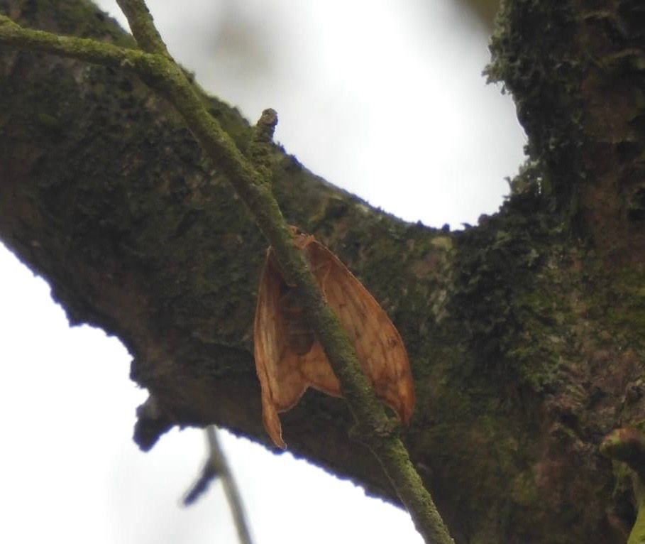 The underside of a Pebble Hook-tip high in a tree, an orange moth against dark green tree bark 