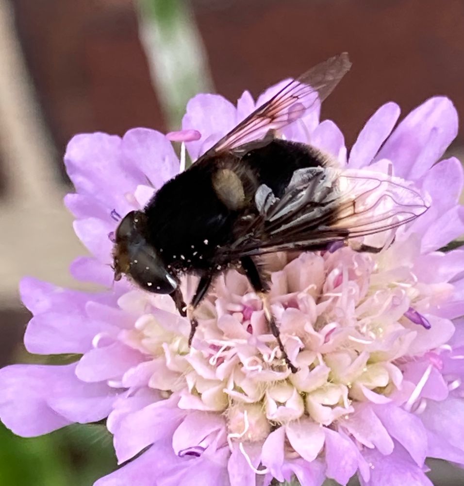 A black and white hoverfly feeding on a purple Scabious flower