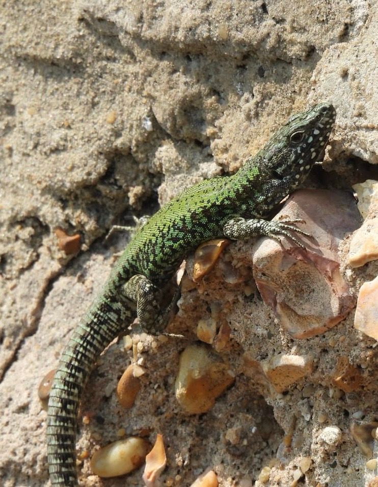 Wall Lizard, a larger lizard with a long tail. Bright green in colour but with black areas around its eye and chin 