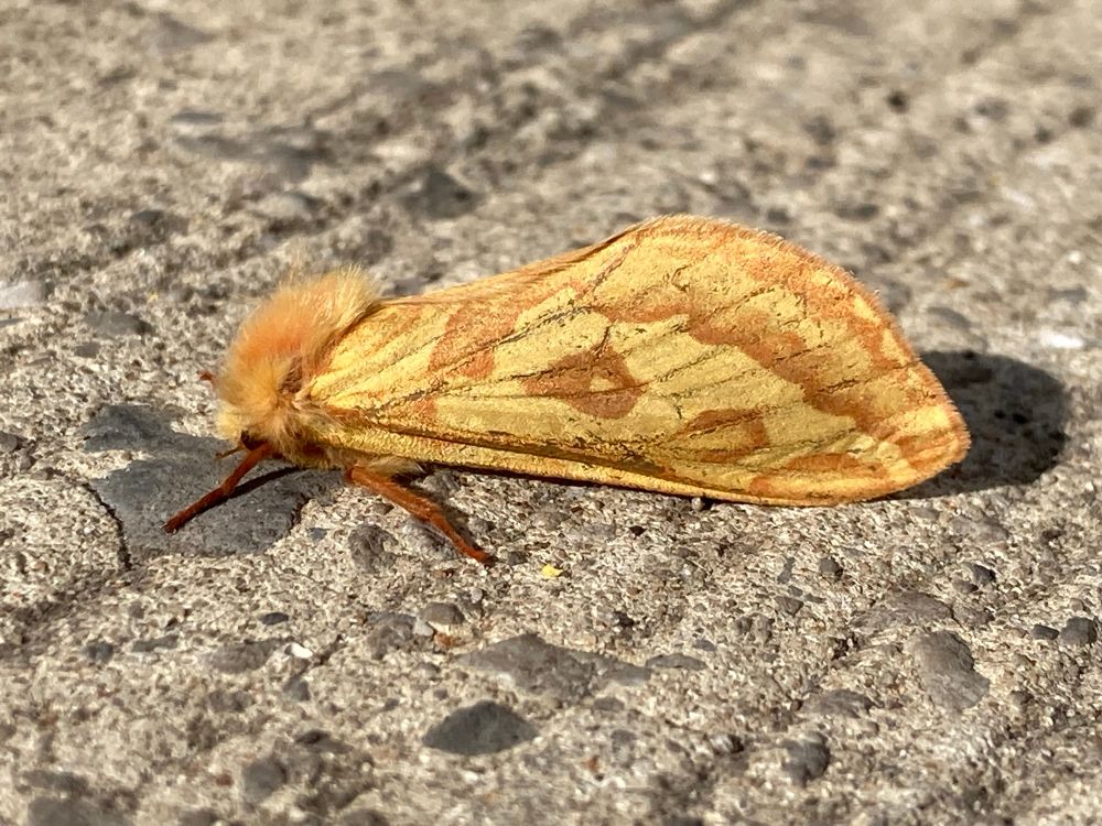 Ghost Moth, Hepialus humuli a very attractive orange moth with intricate darker lines and blotches and a furry thorax