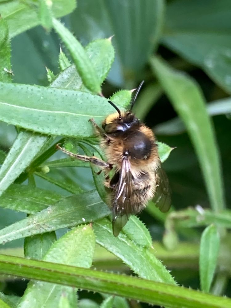Fork Tailed Flower Bee - Anthophora furcata a grey and ginger bee with a yellow face