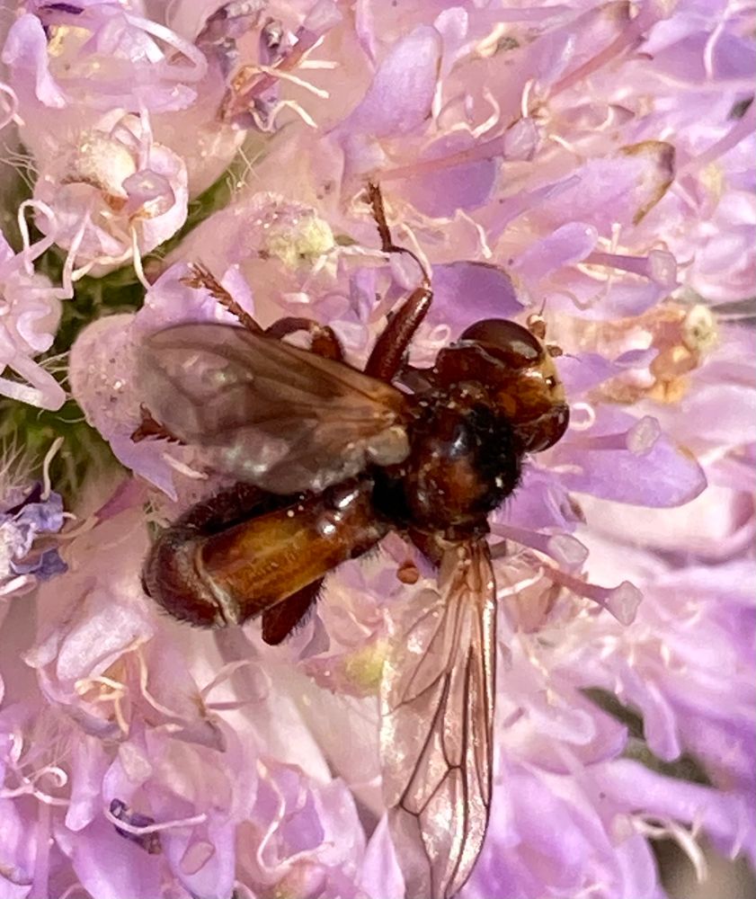 Ferruginous Bee-Grabber, Sicus ferrugineus a dark red fly with a yellow face and an abdomen that curls forwards under the rest of the body feeding on a bright purple Scabious flower 