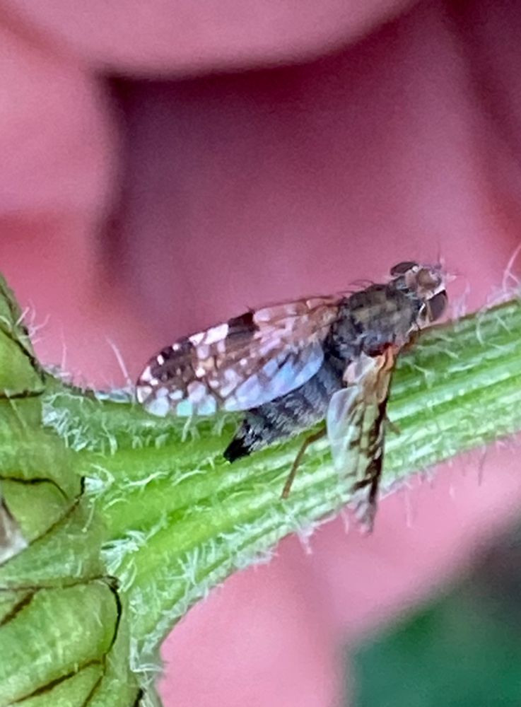 A very small grey fly with black patterning on its wings sitting on a green stem of Oxeye Daisy