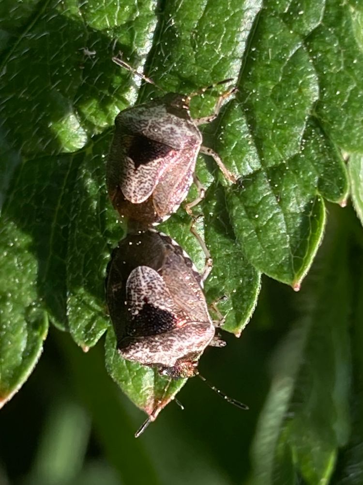 Woundwort Shieldbug, 2 bronze coloured bugs attached together at the rear sitting on a green leaf 