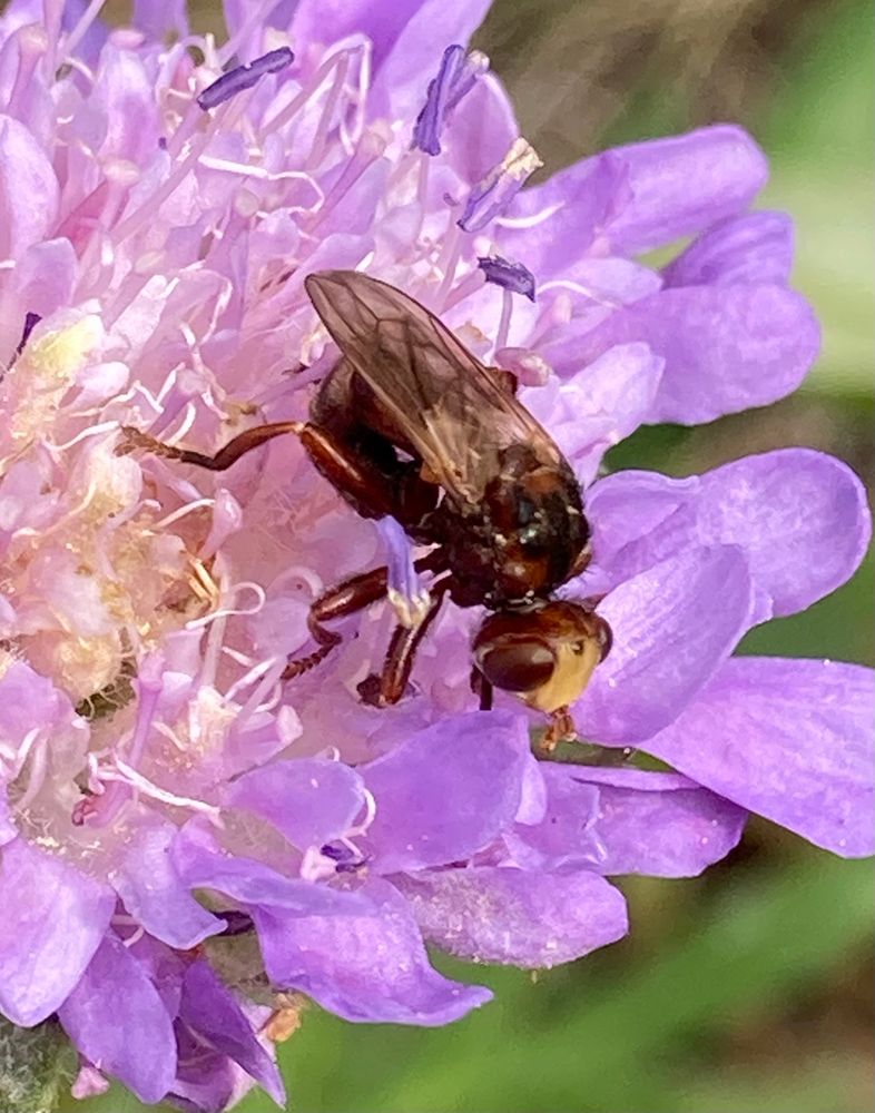 Ferruginous Bee-Grabber, Sicus ferrugineus a dark red fly with a yellow face and an abdomen that curls forwards under the rest of the body feeding on a bright purple Scabious flower 