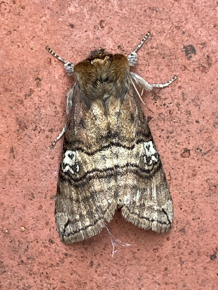 Figure of Eighty an attractive brown moth with a white mark resembling the number 80 on each wing 