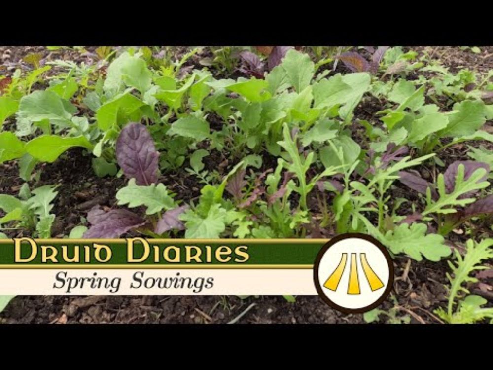 Spring Sowings 25 | Druid Diaries