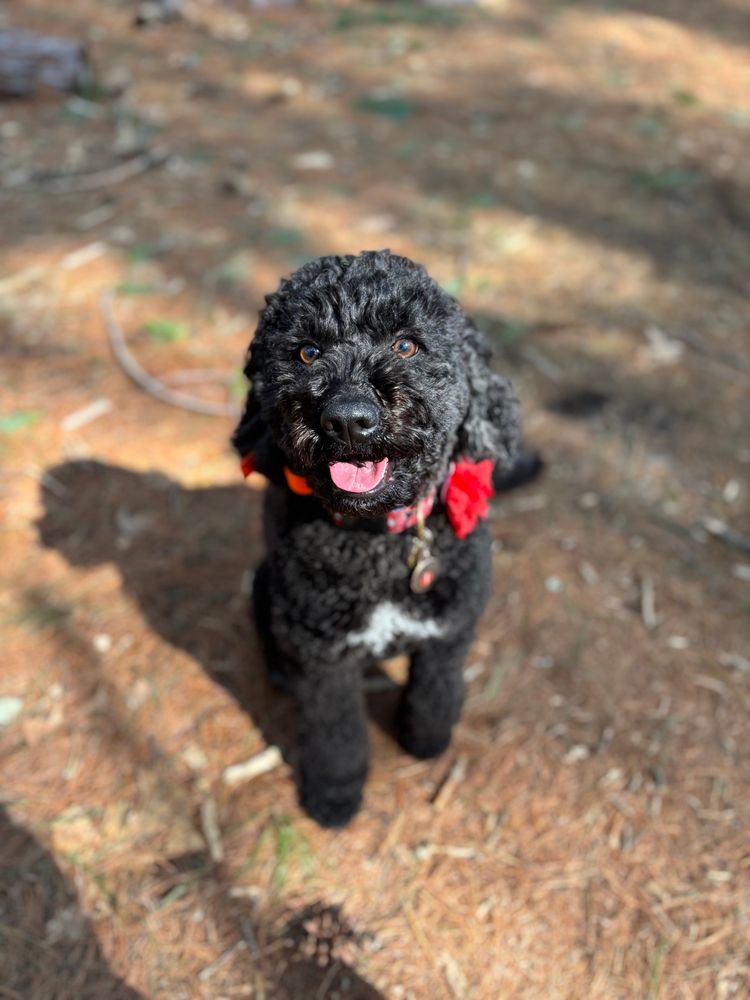 Black Mini Golden Doodle being a good girl 