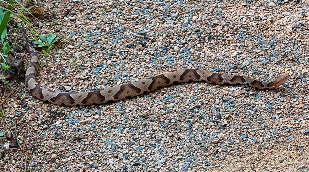 Agkistrodon contortrix