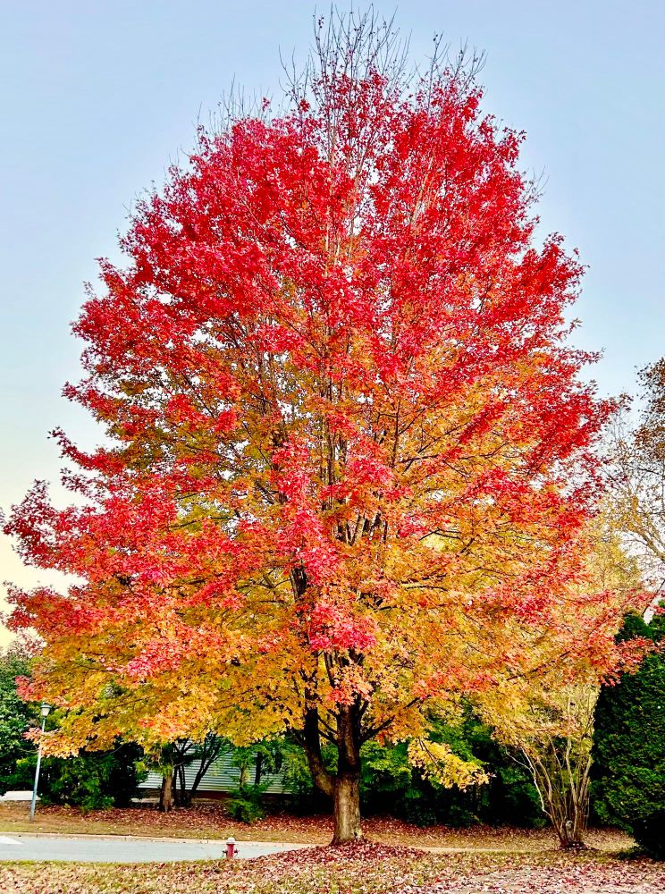Maple near our home