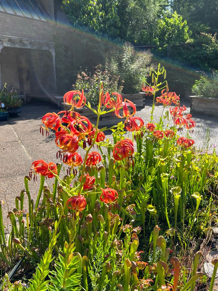 Growing among the pitcher plants, sundews, and Venus flytraps in the carnivorous plant beds at the Garden. 