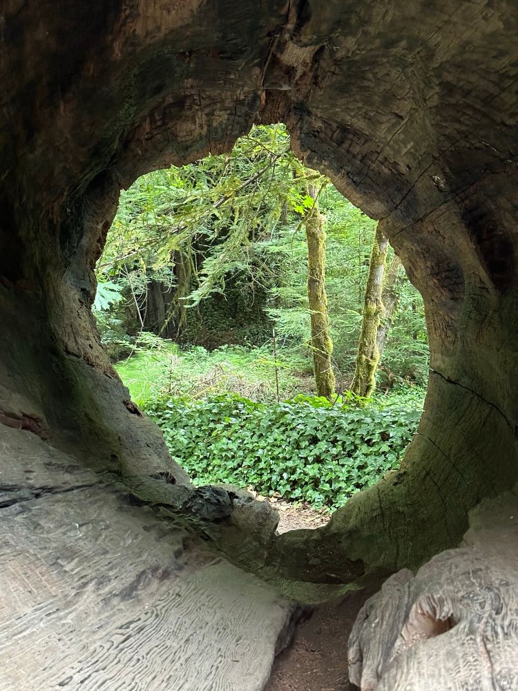 A photo through a hollowed log of trees and greenery. 