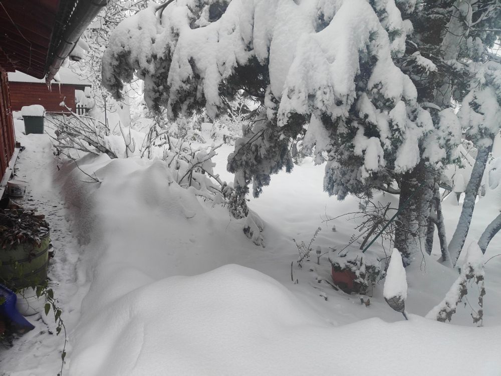 "Weg" in den Garten, blockiert von einem halben Meter Schnee und durch Schneelast fast bis zum Boden herunter gedrückten Latschenkiefer-Zweigen
