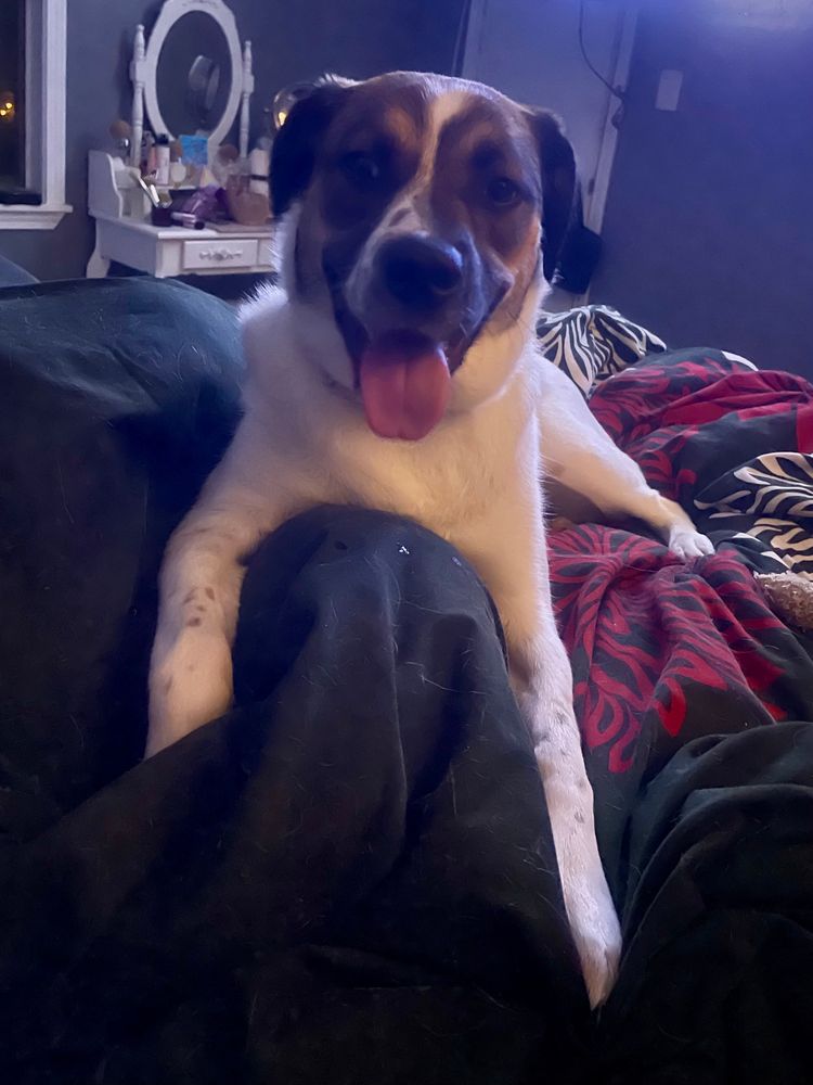 Jester, a Great Pyr/feist mix, is on the bed, smiling like a giant dork at you. Have a nice day