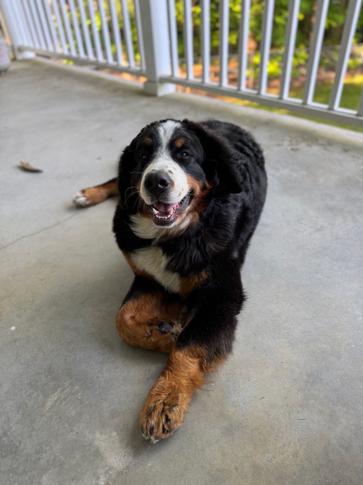 The most handsome Bernese mountain dog you could ever imagine