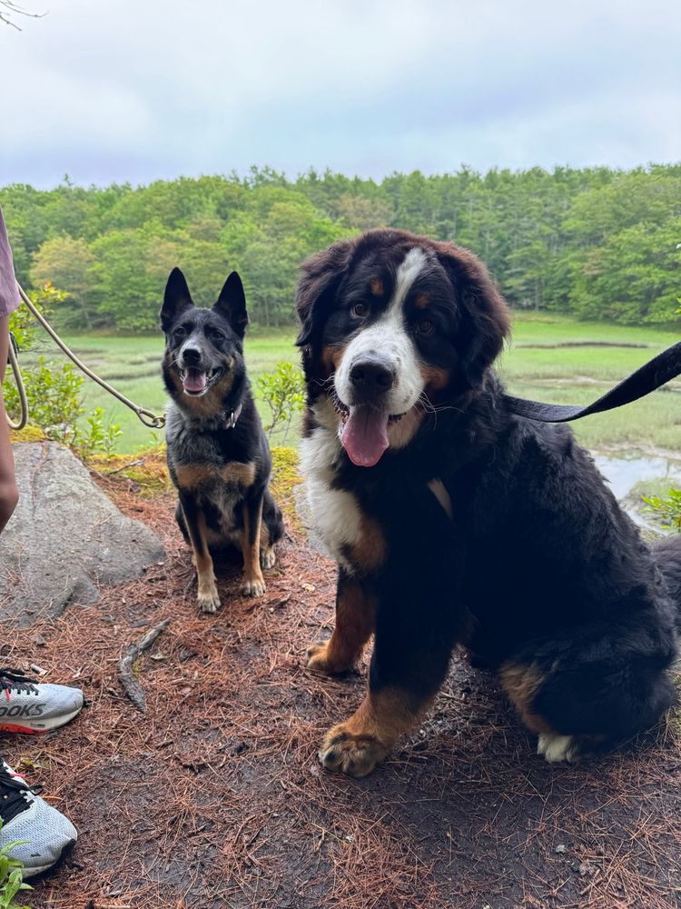 My Bernese Mountain Dog with his German Shepherd/Cattledog cousin in idyllic Maine