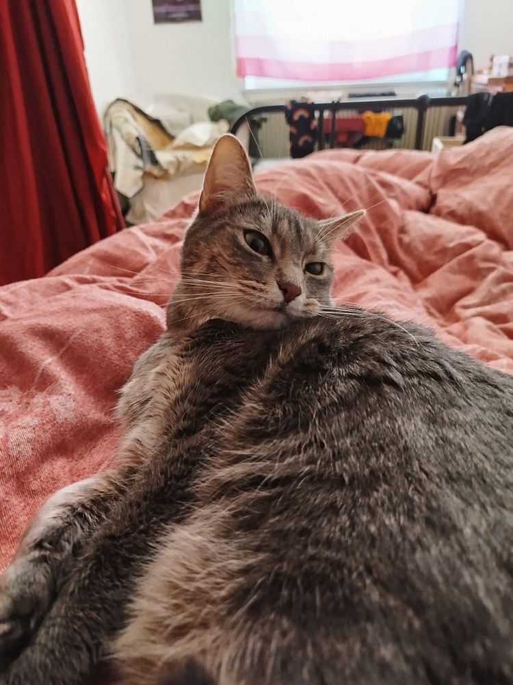 une chatte grise couchée sur une couette rose, la tête un peu tournée vers la droite