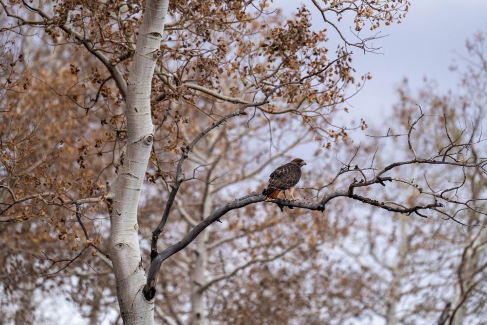 A red-tailed hawk sits in an aspen tree on an overcast cloudy day in central Utah.