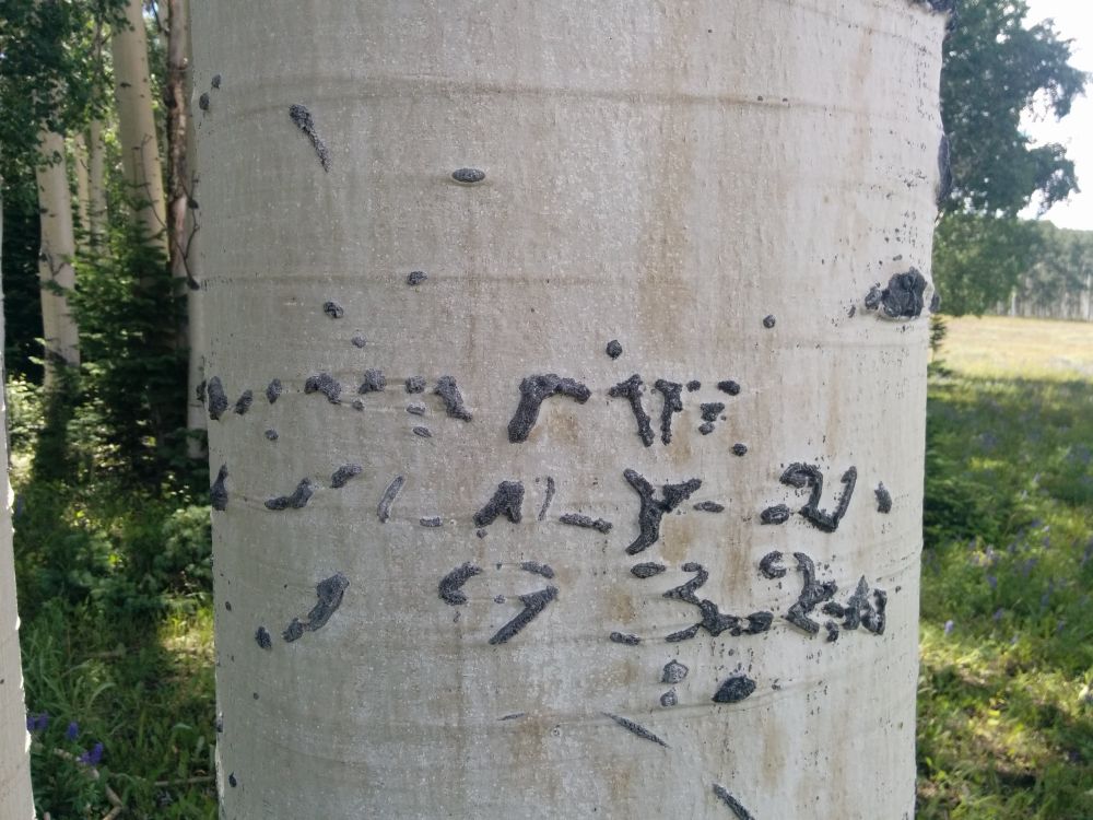 Aspen arborglyth of significant age shows the date of July 21, 1932.