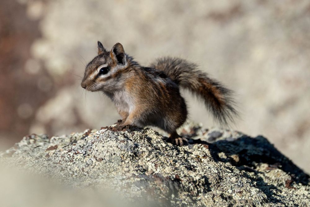Still a chipmunk.