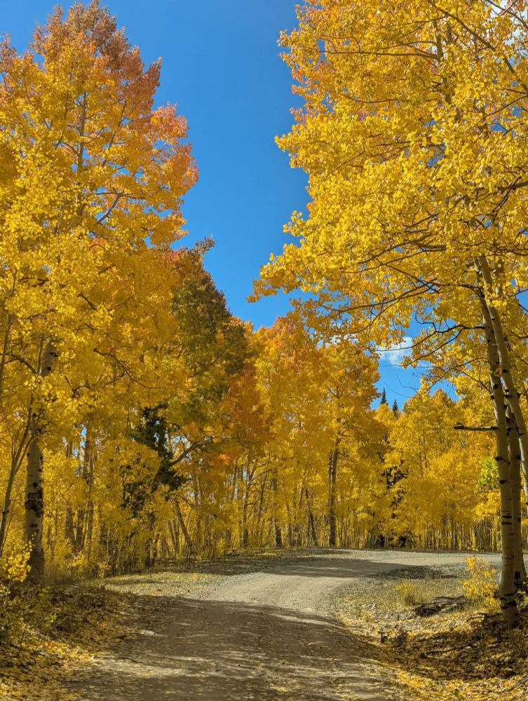 Golden aspen surround a dirt road.