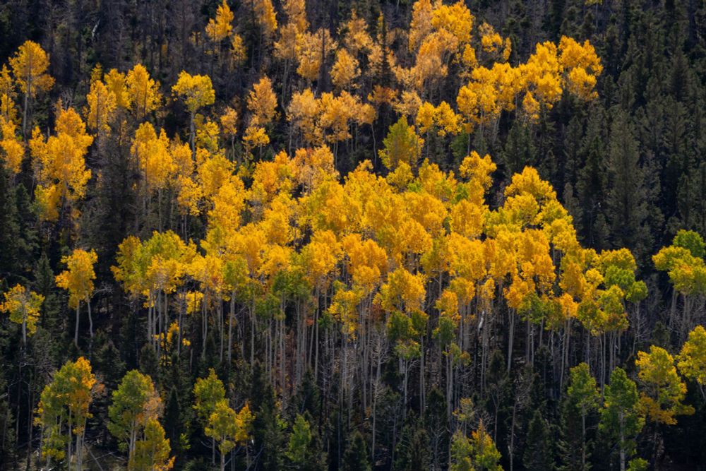 Bright yellow aspen among conifer neighbors.
