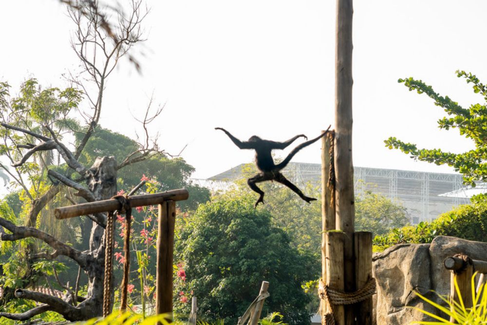 BioParque do Rio oferece ingressos a R$10 para crianças no Dia das Crianças - Diário do Rio de Janeiro