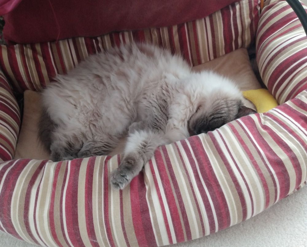 Blue ragdoll cat sleeping in a striped catbed with his arm tossed out. He has a yellow banana catnip toy close to his head.