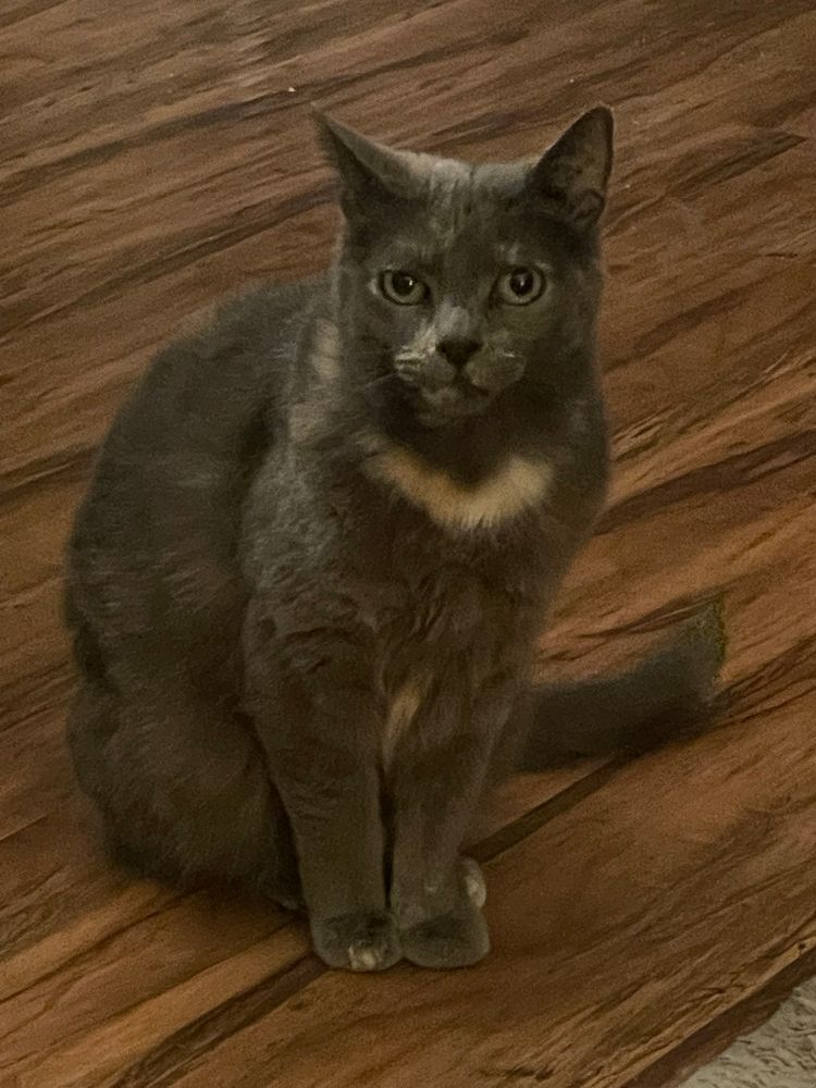 a diluted tortiseshell sitting down. her name is smokey. ugly baby