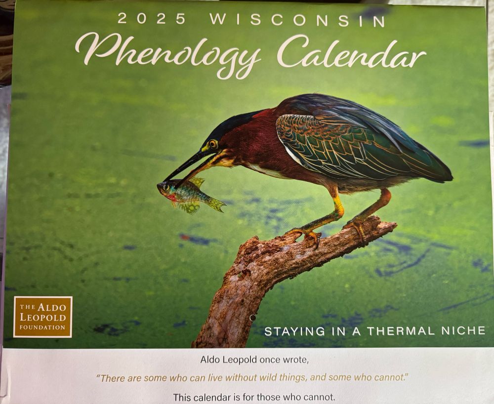 The front of the 2025 Phenology calendar put out by the Aldo Leopold Foundation, showing a photo of a green heron hunting, and with a caption on the mailing envelope “There are some who can live without wild things, and some who cannot” quote from Aldo Leopold and saying This calendar is for those who who cannot