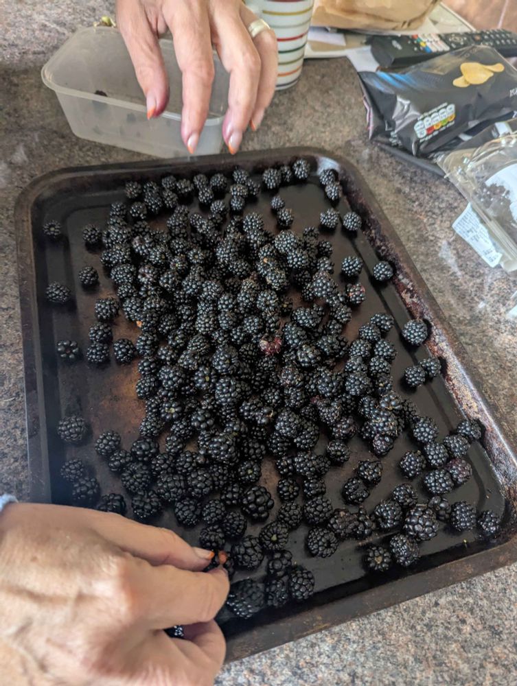 lots of blackberries on a tray