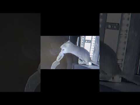 Rats filmed snatching bats from air for first time