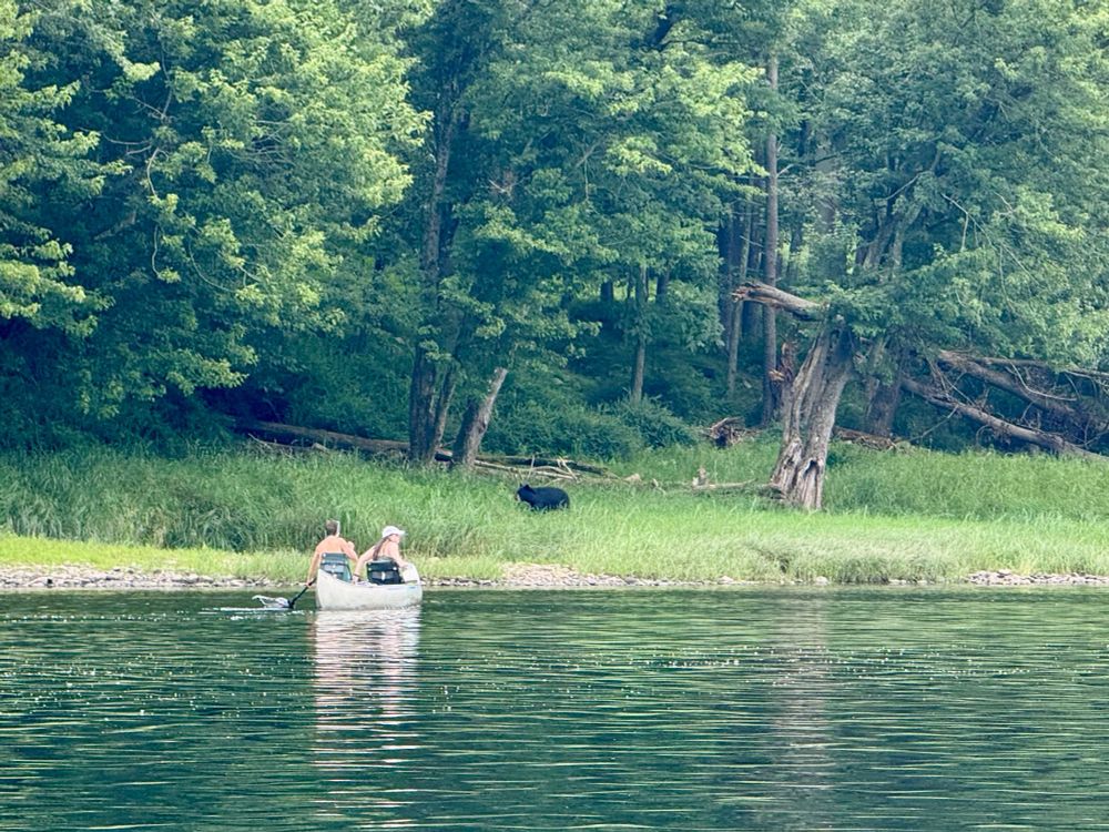A black bear in the grass on the side of a river, with two people in a canoe in the foreground.