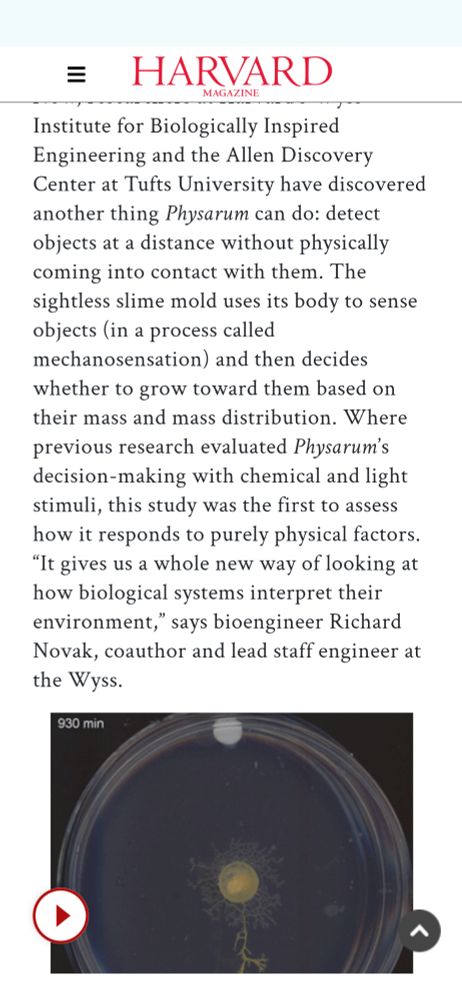 Now, researchers at Harvard’s Wyss Institute for Biologically Inspired Engineering and the Allen Discovery Center at Tufts University have discovered another thing Physarum can do: detect objects at a distance without physically coming into contact with them. The sightless slime mold uses its body to sense objects (in a process called mechanosensation) and then decides whether to grow toward them based on their mass and mass distribution. Where previous research evaluated Physarum’s decision-making with chemical and light stimuli, this study was the first to assess how it responds to purely physical factors. “It gives us a whole new way of looking at how biological systems interpret their environment,” says bioengineer Richard Novak, coauthor and lead staff engineer at the Wyss.