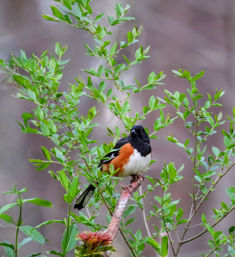 📸 Just a photo of an Eastern Towhee as seen from my home 🏡. 