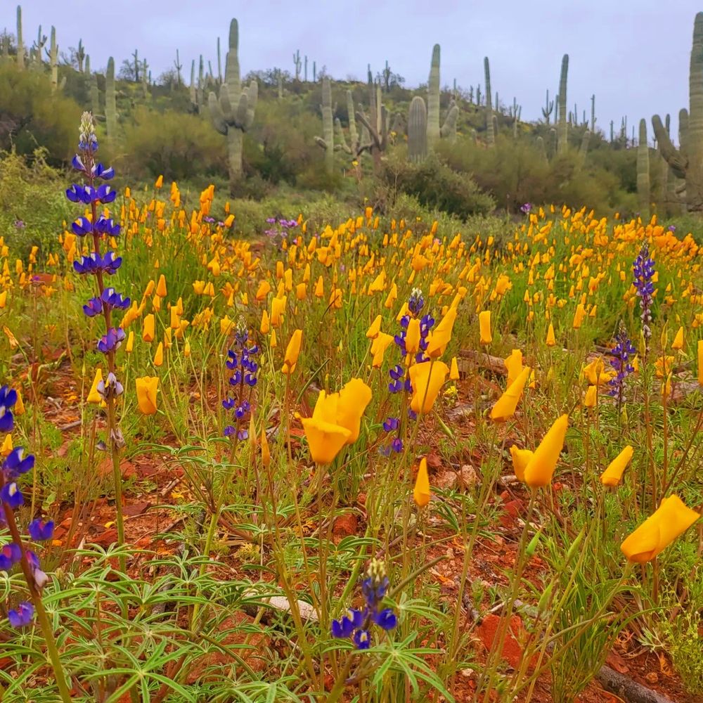 The desert floor explodes with a riot of color. A sea of vibrant yellow poppies stretches as far as the eye can see, their delicate petals shimmering under the morning light. Interspersed among them, tall spikes of lupine rise, their vibrant purple blooms adding a touch of regal beauty to the scene. In the distance, a backdrop of towering saguaro cacti stands sentinel, their silhouettes stark against the hazy horizon. The air is still and warm, the only sound the gentle buzz of pollinators flitting from flower to flower. It's a breathtaking sight, a testament to the resilience and beauty of nature even in the harshest of environments.

