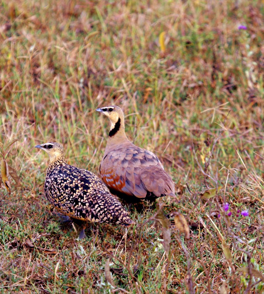 
Male Yellow-Throated Sandgrouse
The male Yellow-Throated Sandgrouse is a sight to behold. With his striking yellow throat and chest, he stands out against the dry, dusty landscape of Tanzania. His back is a warm brown, speckled with black, making him perfectly camouflaged amongst the savanna grasses. His wings, when spread, reveal a beautiful pattern of black and white stripes. He moves with a graceful, deliberate stride, his head held high as if surveying his domain.

Female Yellow-Throated Sandgrouse
The female Yellow-Throated Sandgrouse is a picture of understated elegance. Her plumage is a muted brown, speckled with black, making her almost invisible against the backdrop of the savanna. Her throat is a soft yellow, a pale echo of her mate's vibrant hue. She moves with a quiet grace, her eyes constantly scanning the surroundings for danger. Her primary role is to ensure the survival of her young, and she carries out this duty with unwavering dedication.

Together, the male and female Yellow-Throated Sandgrouse form a beautiful and harmonious pair, their contrasting colors and personalities complementing each other perfectly. They are a testament to the resilience and beauty of life in the African savanna.


