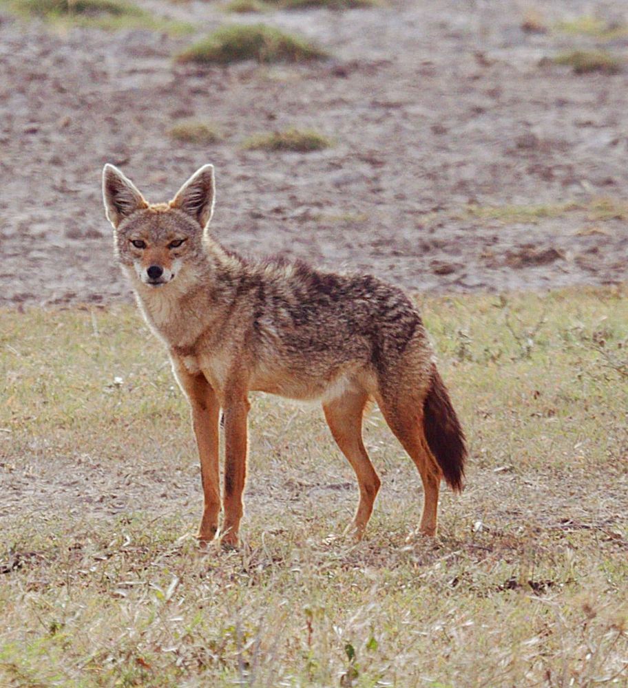The sun beat down on the endless plains of the Serengeti, baking the earth to a parched crust. A lone African Golden Jackal, its fur the color of dried grass, stood motionless on a termite mound, surveying the vast expanse. His eyes, the color of melted amber, narrowed, scanning the horizon for movement. The air was thick with the scent of dust and distant rain, and the wind whipped through the tall grasses, rustling them like waves.
This was his domain, the Serengeti, a land of endless possibilities and constant peril. He was a creature of the open plains, built for speed and endurance. His lean body, honed by years of survival, was perfectly adapted to the harsh realities of this unforgiving environment. He was a whisper in the wind, a shadow in the tall grass, a creature of the night.
He had spent the day following a herd of wildebeest, his senses alert to every sound, every movement. He was a master of camouflage, blending seamlessly into the landscape, his presence almost imperceptible. He was a patient hunter, waiting for the right moment, the weakest member of the herd, the one that could be separated from the safety of the group.
But the Serengeti was a land of abundance and scarcity. The jackal was not just a hunter; he was also a scavenger, his sharp teeth capable of tearing through the toughest hides. He was a part of the intricate web of life, a vital link in the Serengeti's delicate ecosystem. He was a survivor, a symbol of resilience, a testament to the enduring spirit of the African wild.
As the sun began its descent, painting the sky in hues of orange and purple, the jackal let out a low, mournful howl. It was a sound that echoed across the plains, a call to the night, a reminder that life, in all its forms, continued to thrive in this vast, untamed wilderness. He was the Serengeti's golden jackal, a creature of mystery and wonder, a silent guardian of the plains.

