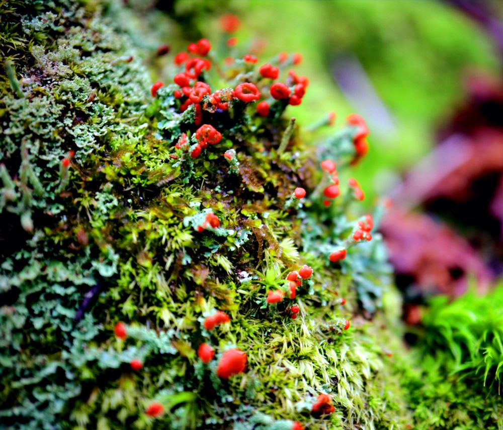 The sun filters through the canopy, dappling the forest floor with light and shadow. A carpet of emerald green moss blankets the ancient tree trunk, its velvety texture inviting a touch. But amidst the sea of green, a vibrant splash of scarlet catches the eye. It's a cluster of British Soldier Lichen, each tiny cup-shaped fruiting body resembling a miniature soldier's helmet, hence the name.
The red pigment, a defense mechanism against UV radiation, makes these lichens stand out boldly against the muted hues of the forest. They seem to march across the moss, a miniature army of nature's sentinels, each one a testament to the resilience of life in even the most seemingly inhospitable places.
A closer look reveals intricate details - the delicate, almost translucent texture of the cups, the way the sunlight catches their edges, creating a halo of light. The lichen, a symbiotic partnership between a fungus and an alga, thrives in this damp, shady environment, playing its own vital role in the delicate balance of the forest ecosystem.
As the sunlight shifts, the shadows dance and the lichens seem to shimmer, their presence a reminder of the hidden beauty that exists all around us, just waiting to be discovered.
