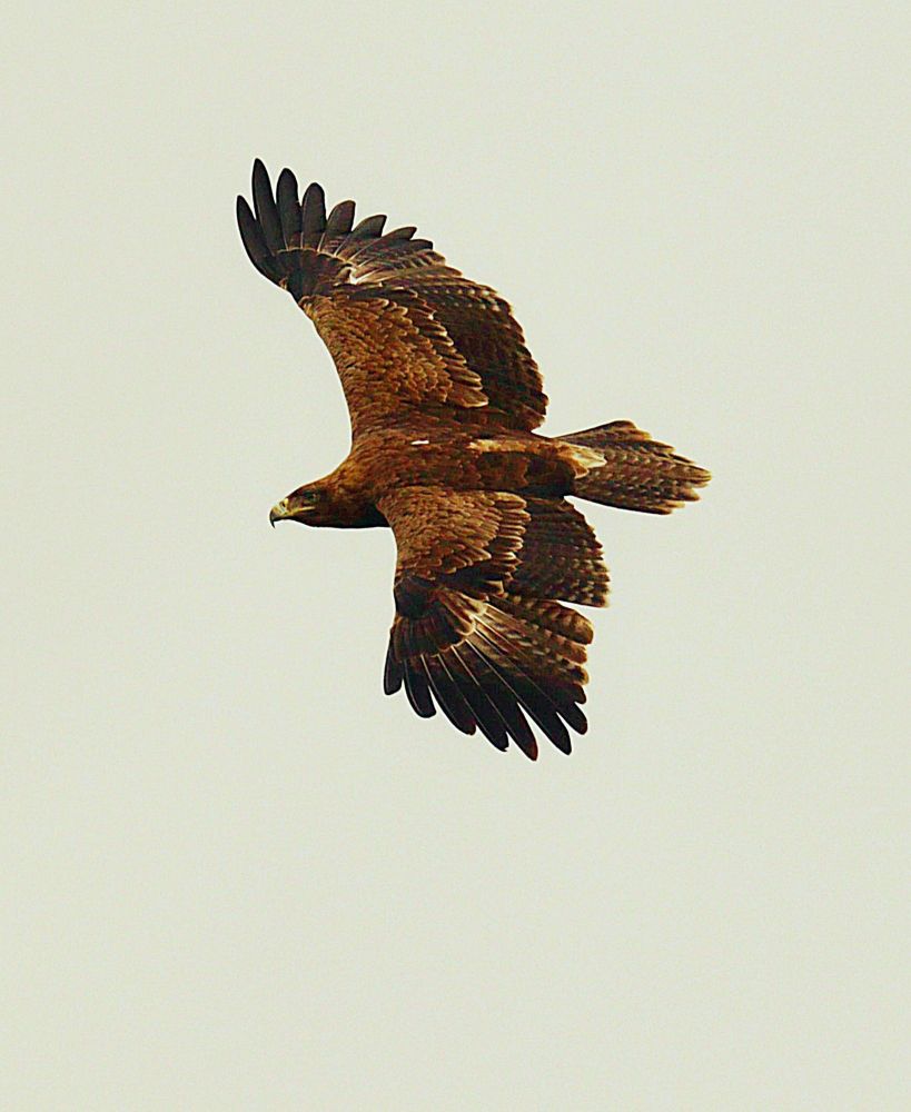 The tawny eagle, a master of the open skies, soars with powerful, broad wings. Its plumage, a warm blend of browns, hints at the sun-drenched landscapes it calls home. With keen eyes, it scans the terrain below, ever vigilant for prey. This majestic raptor, a symbol of strength and freedom, cuts a striking figure against the vast, pale canvas of the sky.
