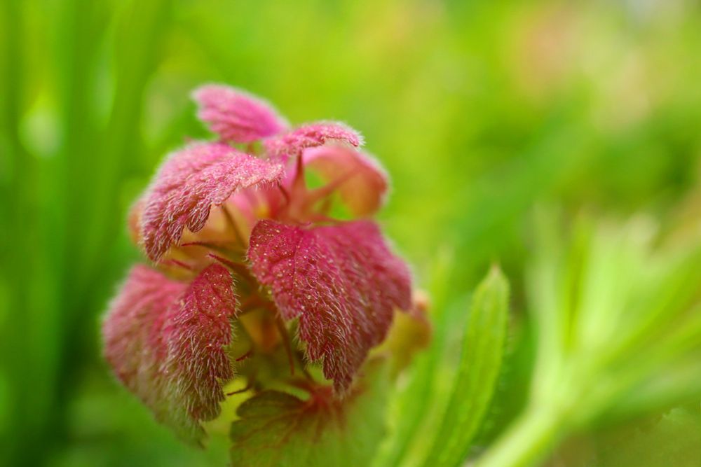 The young leaves unfurl, a vibrant burst of crimson against the verdant backdrop. Each delicate leaf, tinged with a soft pink hue, is adorned with a delicate fuzz, catching the light like a thousand tiny jewels. The leaves seem to dance and sway, their edges curling and twisting in a playful rhythm. It's a scene of pure, unadulterated growth, a testament to the resilience and beauty of nature.
