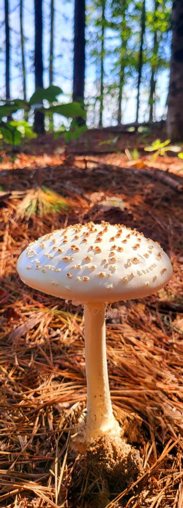 The forest floor, a tapestry of fallen needles and dappled sunlight, held its secrets close. Amongst the shadows, a lone mushroom stood tall, its white cap speckled with tiny, cinnamon-colored warts. Like a porcelain doll lost in the woods, it seemed to hold its breath, a silent sentinel against the whispering pines. A delicate stem, the color of ivory, supported its fragile crown, while at its base, a hint of a cup-like skirt whispered of hidden depths.
But beauty can be deceptive. This was no ordinary mushroom. It belonged to the Amanita family, a clan notorious for its toxicity. Some of its kin were known as the Death Cap, their touch a swift and silent end. Others, like the Fly Agaric, danced a hallucinatory waltz with those who dared to consume them.
This particular specimen, though undeniably striking, remained an enigma. Was it a harbinger of danger, a silent warning to those who strayed too far from the path? Or was it merely a fleeting moment of nature's whimsy, a delicate sculpture carved by the hand of the forest itself?

