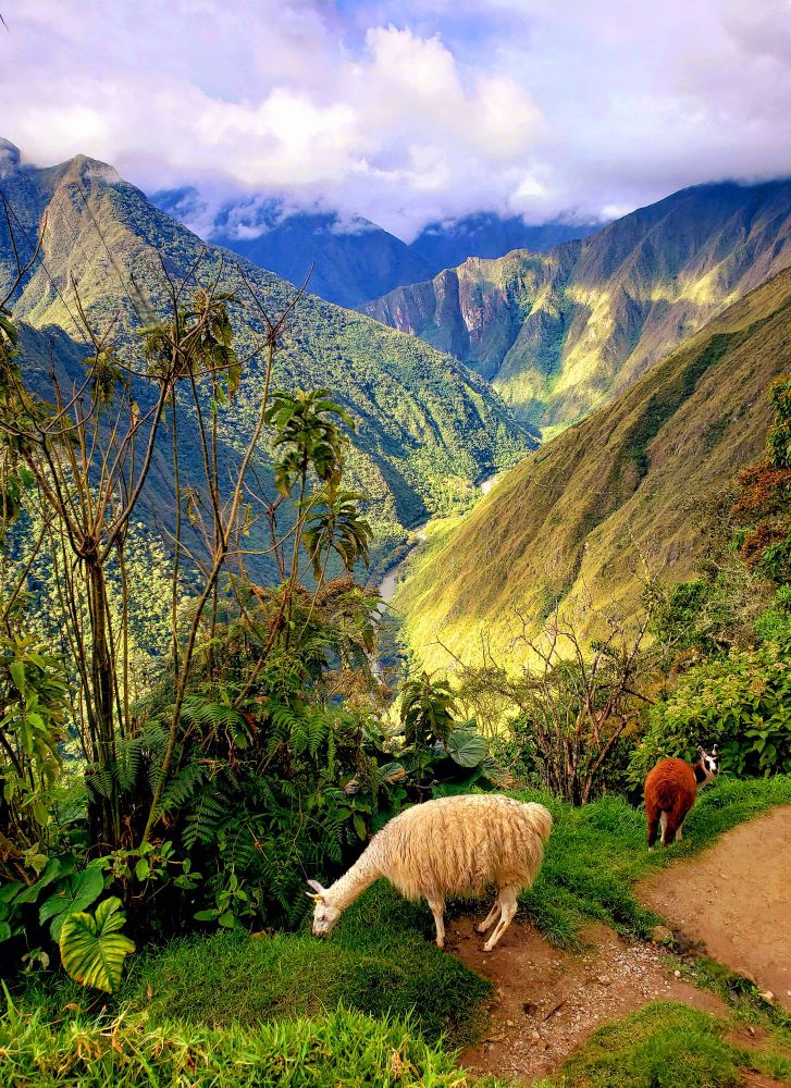 The sun casts a warm glow on the ancient Inca Trail, illuminating the rugged path that winds through the heart of the Andes. Two llamas graze peacefully on the hillside, their presence a gentle reminder of the region's rich cultural heritage. The trail descends into a deep valley, where a winding river snakes its way through lush vegetation. In the distance, the majestic peaks of the Andes rise majestically, their snow-capped summits glistening in the morning light. The air is crisp and clean, the silence broken only by the distant rumble of rushing water. This is the Inca Trail, a sacred path that has witnessed centuries of human history and natural wonder.
