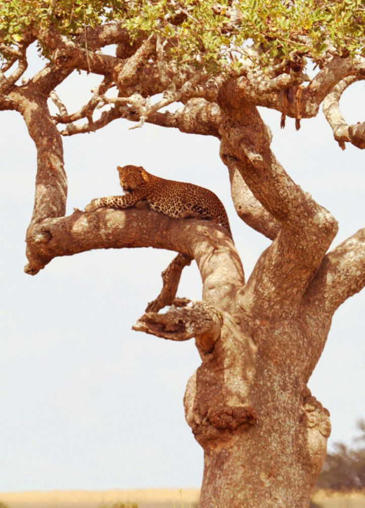 The sun, a hazy disc in the pale sky, warmed the gnarled branches where the leopard rested.  He was a tapestry of rosettes, perfectly camouflaged against the dappled shade of the old tree.  His powerful limbs, built for leaping and grappling, were draped languidly over the thick branch, tail twitching rhythmically.  He surveyed his domain with half-lidded eyes, amber pools that held the secrets of the wild.  The wind carried the scent of dry grass and distant rain, whispers of the hunt.  He was a master of patience, a statue carved from muscle and shadow, waiting for the opportune moment, the flicker of movement that would ignite his explosive energy.  The air was still, holding the promise of both slumber and sudden, breathtaking action. He was the embodiment of the African wilderness, a spot of vibrant life painted on a canvas of muted earth tones.
