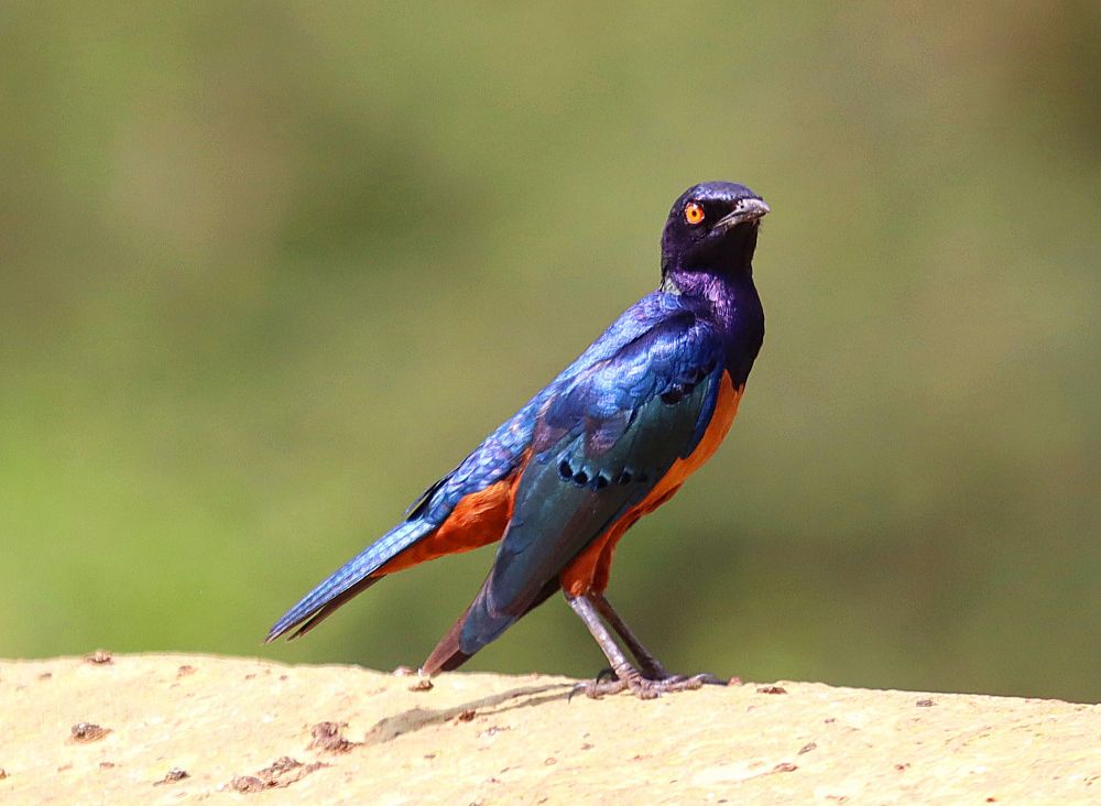 A Hildebrandt's Starling perched on a termite mound, its iridescent blue feathers catching the Serengeti sun. Its orange underbelly and bright eyes stood out against the dry grass. With a quick chirp, it took flight, a flash of color against the vast savanna. This vibrant bird, a symbol of the Serengeti's biodiversity, disappeared into the endless blue sky, leaving behind a fleeting memory of its beauty.
