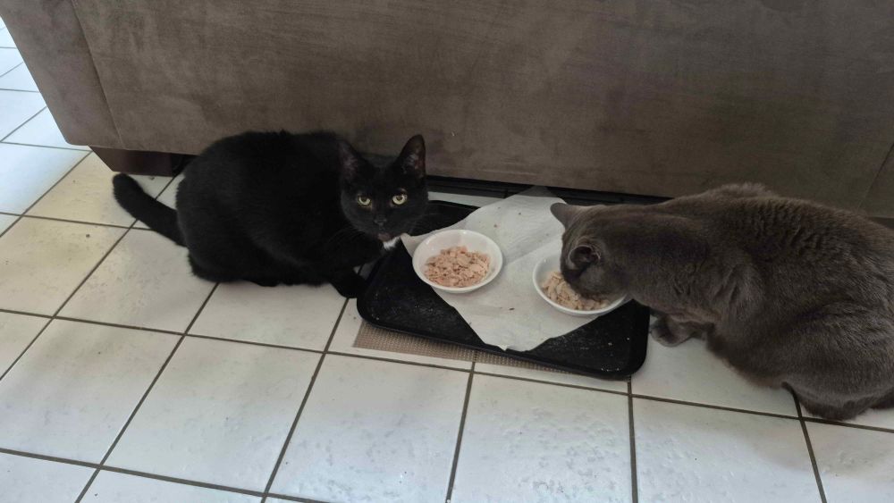 Black cat and a gray cat feast on leftover turkey bits