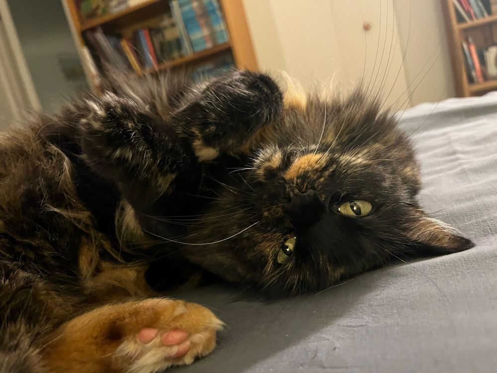 Katchewan, a medium hair tortoiseshell cat, lying on her back on a gray bedsheet and looking at the camera with green eyes. She’s very pretty.