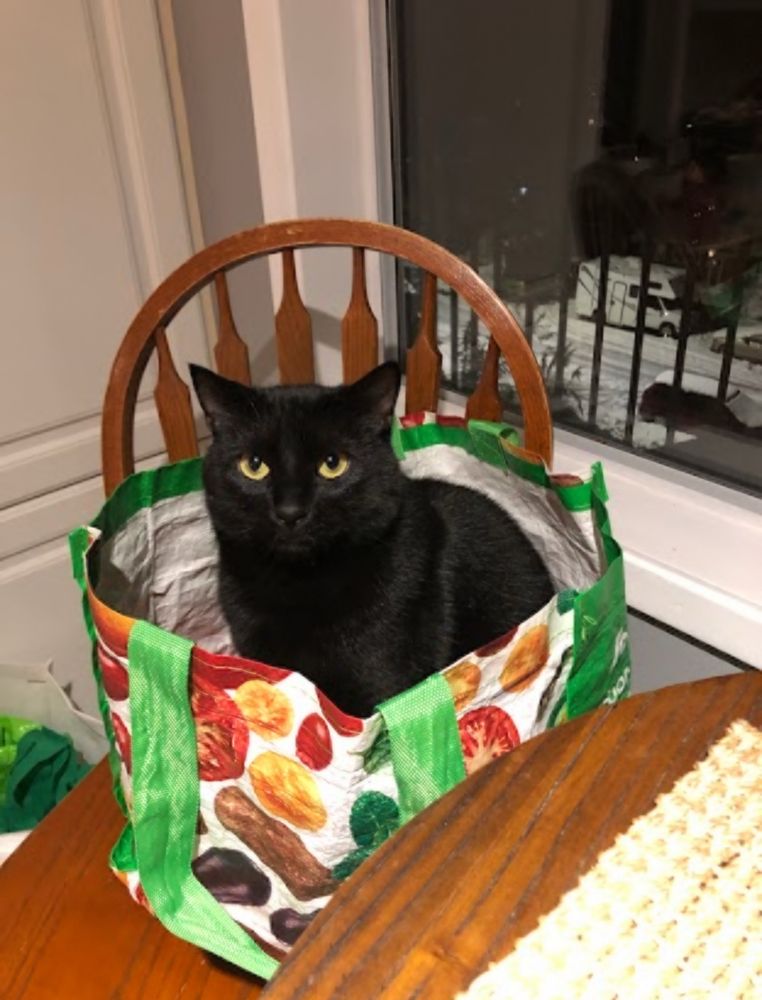 Pippin, an all black cat with yellow eyes, sitting in an empty reusable colourful shopping bag and looking at the camera like he intends to murder it once it falls asleep